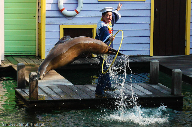 Zeehond springt door hoepel