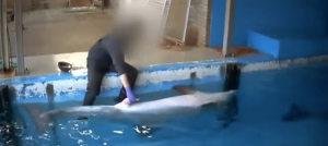 Een dolfijn wordt handmatig bevredigd in het Dolfinarium, vastgelegd door RamBam.