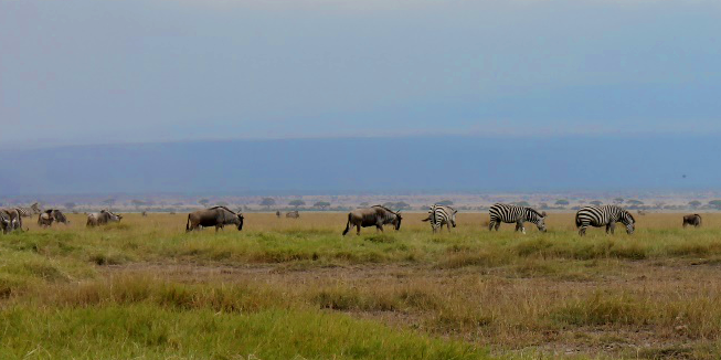Amboselische zebras in een Keniaans voorbeeld van natuurbehoud