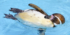 Een pinguïn zwemt in het water.