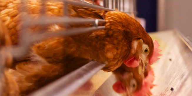 Dierenwelzijn - kippen in een legbatterij
