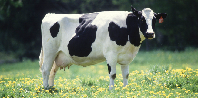 Volwassen melkkoe van het soort Holstein Friesian (zwartbont).