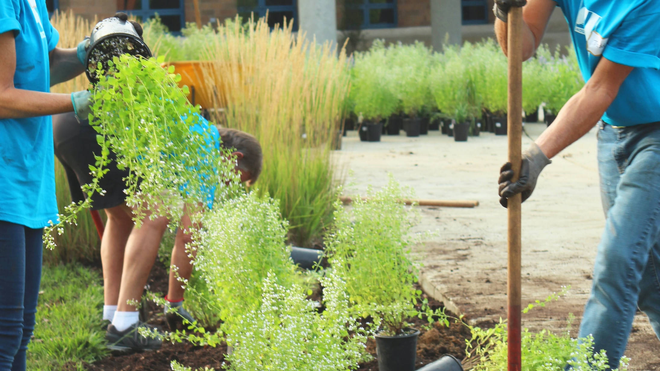 vrijwilligers werken aan een tuin